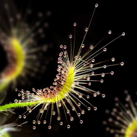 Drosera Scorpioides Pygmy Sundews Curious Plant