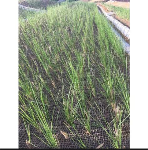 6pesos Per One Of Vetiver Grass Vetiver Grass Slips Or Seedling Best