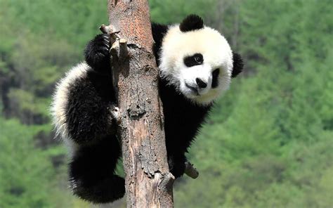 A Giant Panda National Park Is Coming To China — And It Will Be Triple