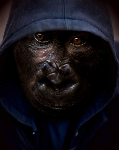 Monkey With Hoodie Free Stock Photo Public Domain Pictures