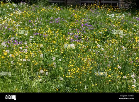 Field Of Wild Flowers In The Swiss Alps In Switzerland Stock Photo Alamy