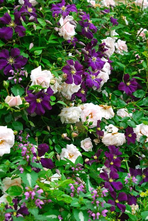 Wife Mother Gardener Pink Rose And Purple Clematis Combination For June