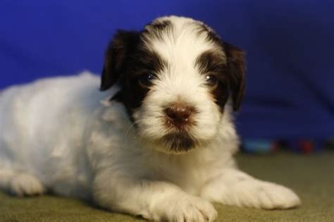 We are dedicated to breeding healthy happy puppies with great. Litter of 8 Havanese puppies for sale in MANTORVILLE, MN ...