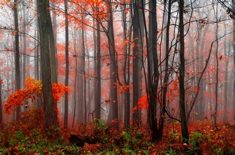 Misty Autumn Forest Hd Wallpaper Background Image