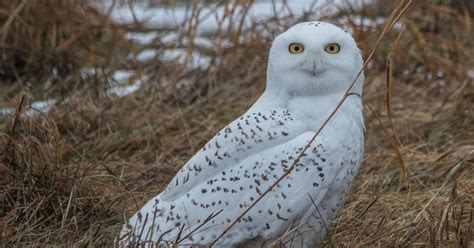 Rare Snowy Owls Spotted In Cambridge Lifestyle Isanti