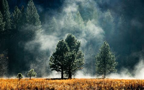 Mist Forest Sunlight Nature Landscape Wallpapers Hd Desktop And Mobile Backgrounds
