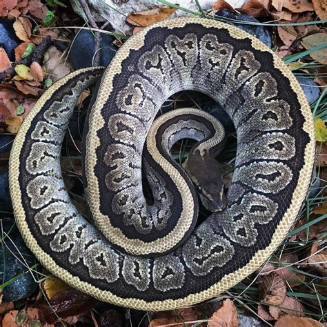 Maybe you would like to learn more about one of these? Autumn gold. Mojave pinstripe ball python. 🔸🔹🔸🔹🔸🔹🔸 📷@fieldstone_herps 💌Submissions welcome! 💜DM ...