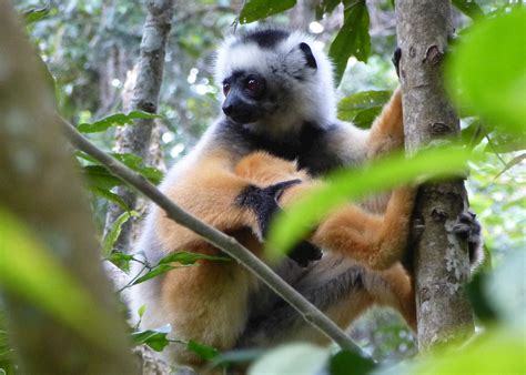 Rivers And Wildlife Of Western Madagascar Audley Travel Uk