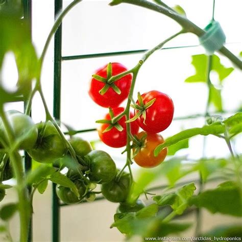 Tomatoes Growing On The Vine In An Indoor Greenhouse