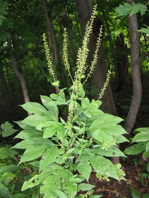 Ragweed = Food of the Gods? | Friesner Herbarium Blog about Indiana Plants