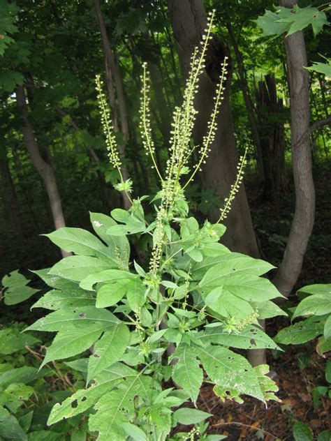 Ragweed Food Of The Gods Friesner Herbarium Blog