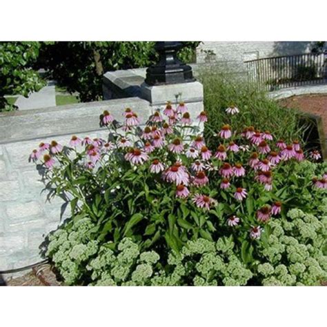 5 Pcs Artificial Coneflowers Echinacea Fake Flowers Faux Plants