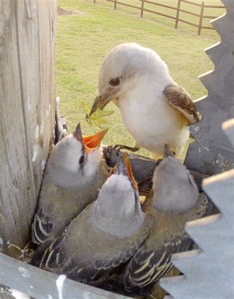 Our mission at golured is trying to build a. Kelly Bostian: Nest watching a rewarding activity that ...
