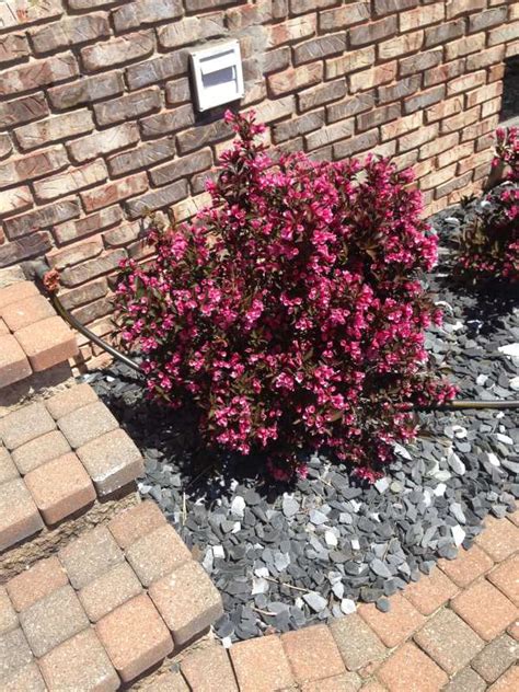 We did not find results for: identification - What is this small pink-flowered shrub ...