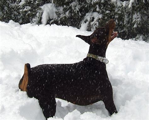Snow Fun In Pa Tatum Doberman Forum Doberman Breed Dog Forums