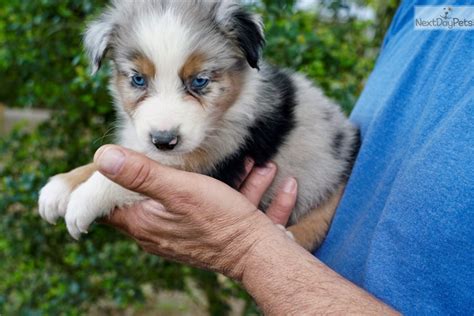 > community events for sale gigs housing jobs resumes services. Australian Shepherd puppy for sale near Houston, Texas. | 2d44cfa2-8f41