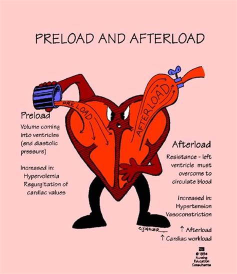 Preload And Afterload Future Nurse Pinterest