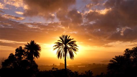 Sunset Landscapes Trees Silhouettes Hawaii Palm