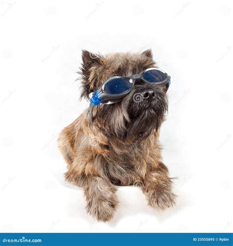 Dog With Glasses Portrait On White Royalty Free Stock Photo Image