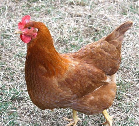 Laying Hens Breeds Exposure Lights Collecting Eggs Egg Production Brown Eggs Chicken Breeds