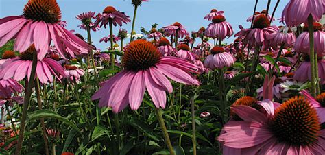 Best Native Plants For Clay Soil Welcome Wildlife