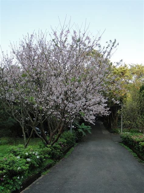 The site owner hides the web page description. 春季賞花首選「2016陽明山花季」將於1月30日起璀璨登場! | 拉拉桑's 旅遊足跡