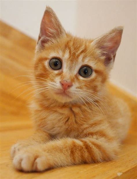 55 Best Its An Orange Tabby Cat World Images On