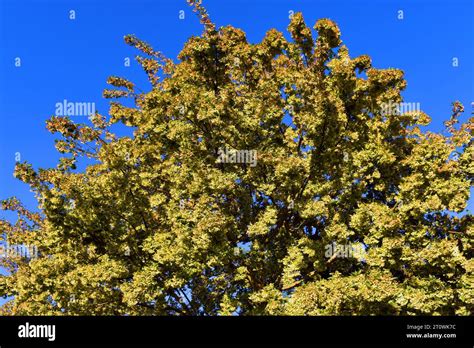 The Trident Maple Tree Acer Buergerianum With Branches Laden With