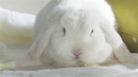 Bunny Rabbits Wallpaper Albino Lop Пушистый кролик Белый кролик Кролик