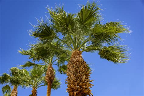 Palm Trees Free Stock Photo Public Domain Pictures