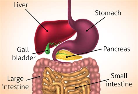 Enzymes For Fat Digestion Thera Health