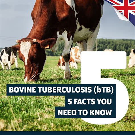 bovine tuberculosis btb top 5 facts mirius healthcare