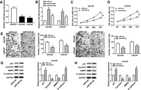 Downregulation Of Lncrna Zeb1 As1 Represses Cell Proliferation