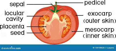Morphology And Anatomy Of Tomato Ripe Red Fruit Tomato Fruit Structure