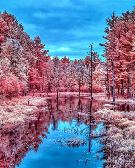 Pink Forest 🌸 Follow Earthspotlight For More 📷 Jackmartinphotoart