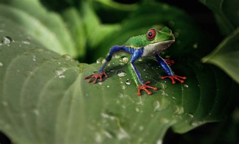 Red Eyed Tree Frog Facts Pictures Lifespan Behavior And Care Guide