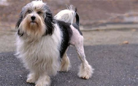 Playful, they are good with children and usually will do okay with other dogs as well as. Löwchen Dog Breed - Origin, Behavior, Trainability, Facts ...