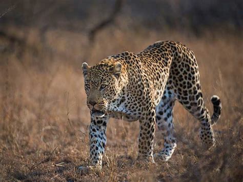 Hunting Leopard In Zimbabwe Somerby Safaris