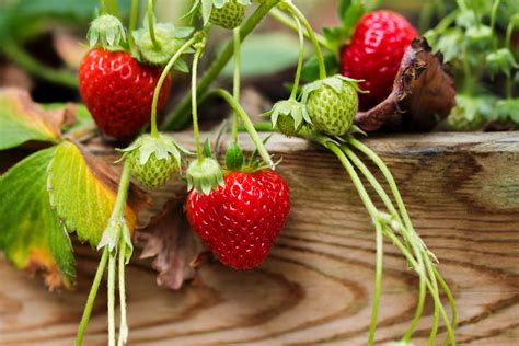 How To Grow Strawberries From Seed