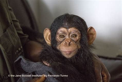 Meet Tchimpounga Sanctuarys New Baby Chimp Vienna