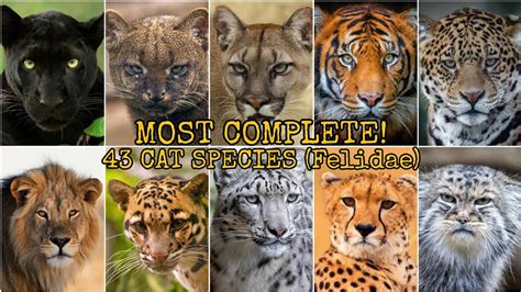 Most Complete 43 Cat Species Felidae Youtube