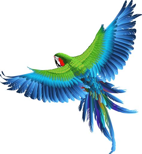 Colorful Parrot Clipart Large Size Png Image Pikpng