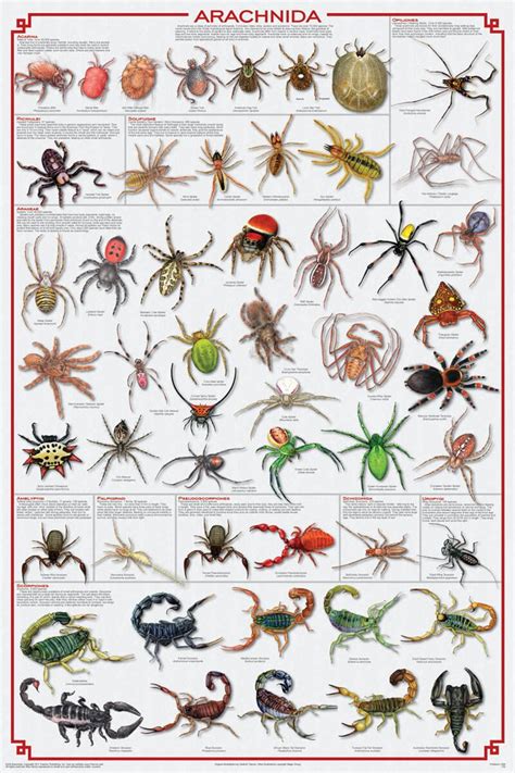 Arachnida Educational Poster 24x36 Spider Species Insect Identification Spider