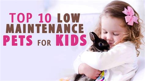 To my surprise, there are actually several solid. Low maintenance and Best pets for kids - YouTube
