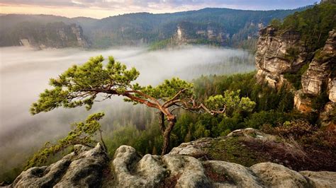 Sosna Na Skale I Zamglone Drzewa