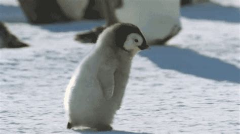 10 Cute And Cuddly Penguin S