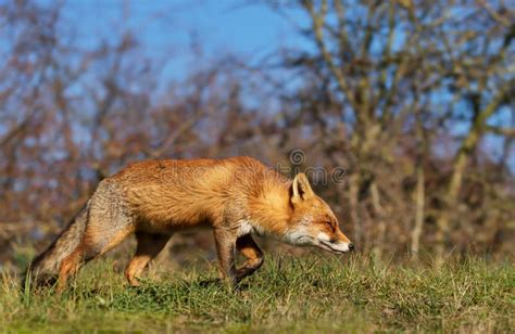 Red Fox Walking In Natural Habitat Stock Image Image Of Meadow