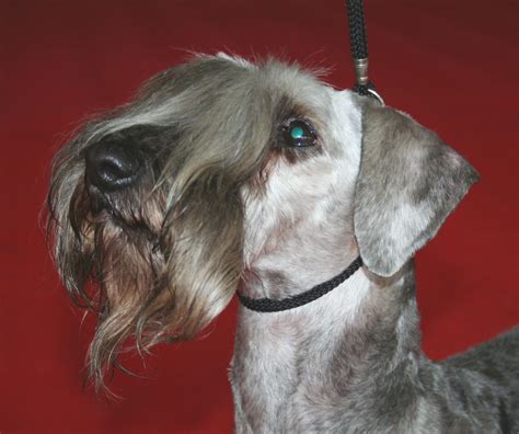 Cesky Terrier Information Dog Breeds At Thepetowners