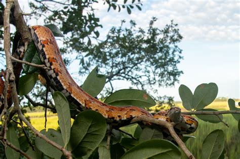 Red Cornsnake South Carolina Partners In Amphibian And Reptile