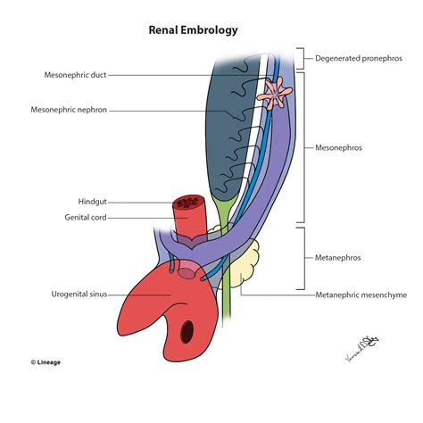 The role that ra plays in the development and patterning of the spinal cord is discussed. Kidney Embryology - Embryology - Medbullets Step 1